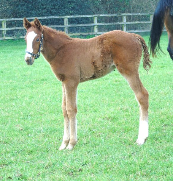 2024 filly by Bayside Boy